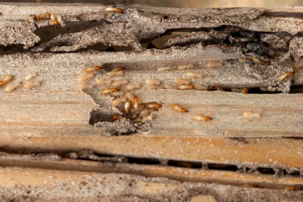 Best Residential Pest Control  in Hurlburt Field, FL