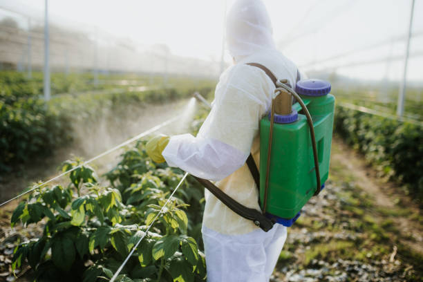 Best Termite Control Services  in Hurlburt Field, FL